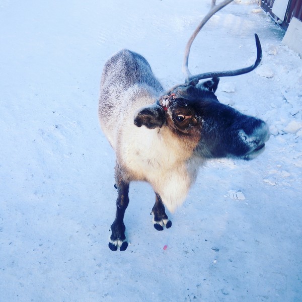 Somewhere he pr *** al. He asked to eat. But I didn’t give it. - My, Watch, Deer, Seal, Tundra, Gazprom, freezing, Deer