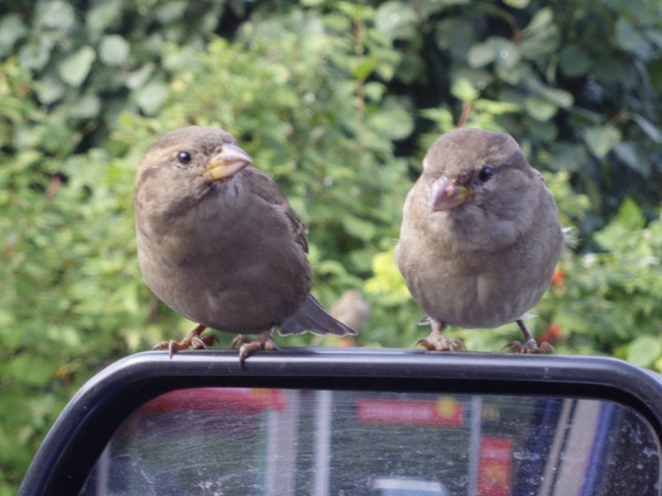 Beggars - McDonald's, Sparrow