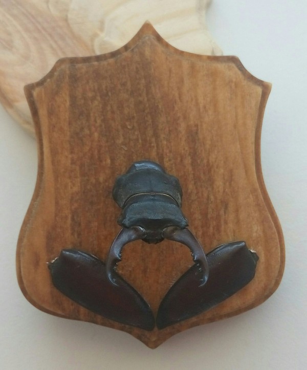Trophy. Beetle Stag - My, Deer Beetle, Entomology, Trophy, Longpost