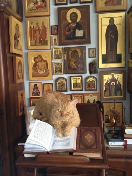 library cat - cat, Church Shop, Orthodoxy, Icon, Bible