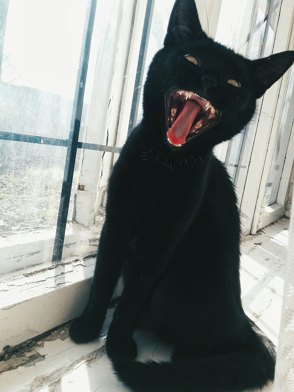 Палпатин-Дракула