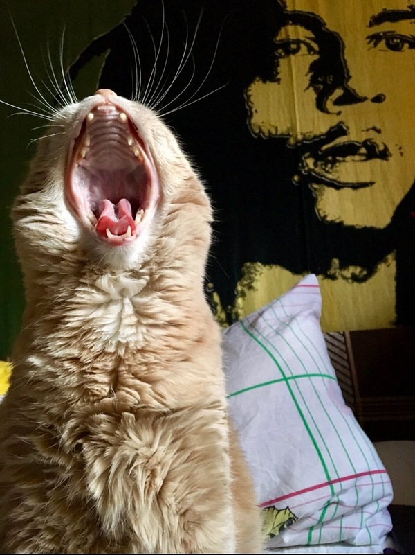 Jammin' - My, cat, Bob Marley, , The photo
