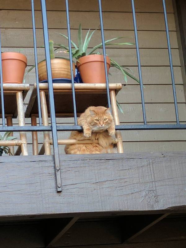 Ginger Observer - cat, Redheads