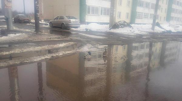 Some streets of Kirov have turned into lakes and ducks are already swimming on them - Kirov, Duck, Puddle, Road