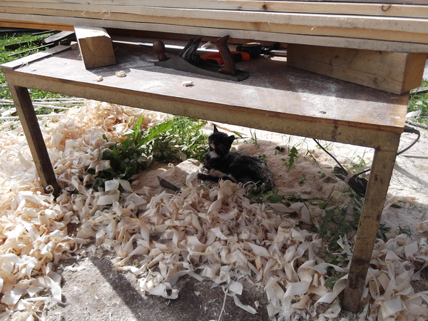 Kote Joiner :) - My, cat, Sawdust, The photo