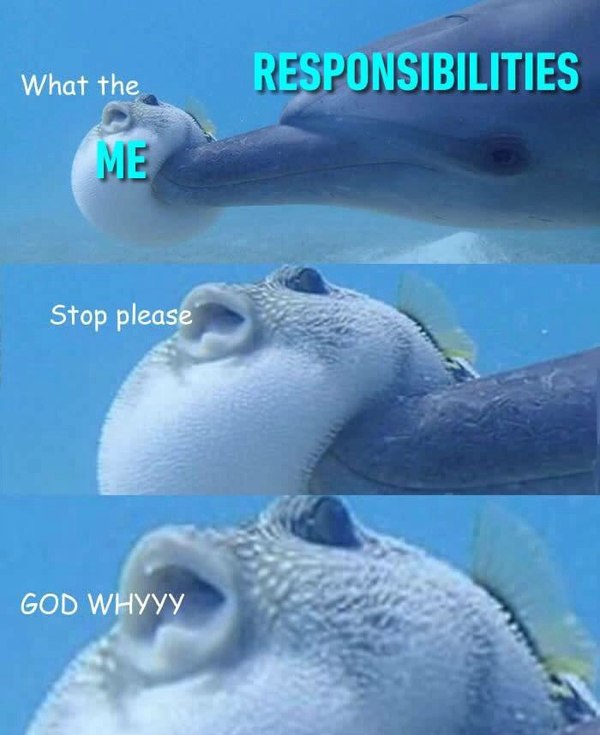 Responsibilities and me - Dolphin, A fish, 9GAG, Sea, Duties