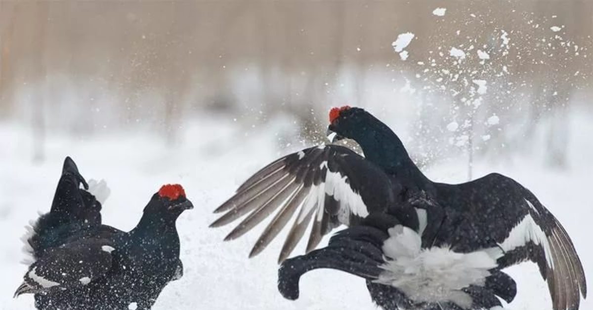 Какие птицы ночуют зарывшись в снег. Тетерев-Косач зимой. Тетерев-Косач в снегу. Косач птица зимой. Глухарь и тетерев зимой.