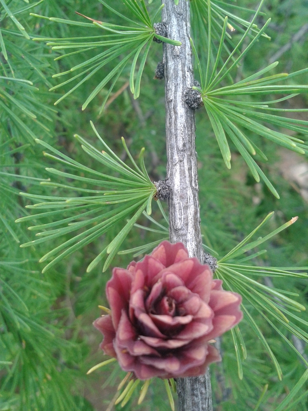 larch cones - Cones, wildlife, My, Longpost