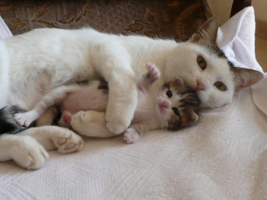 Hello peekaboo, this is my first post and I decided to start with my joy :) - My, cat, Pussy, Pet, Milota, Animals, Love, The photo, Pets