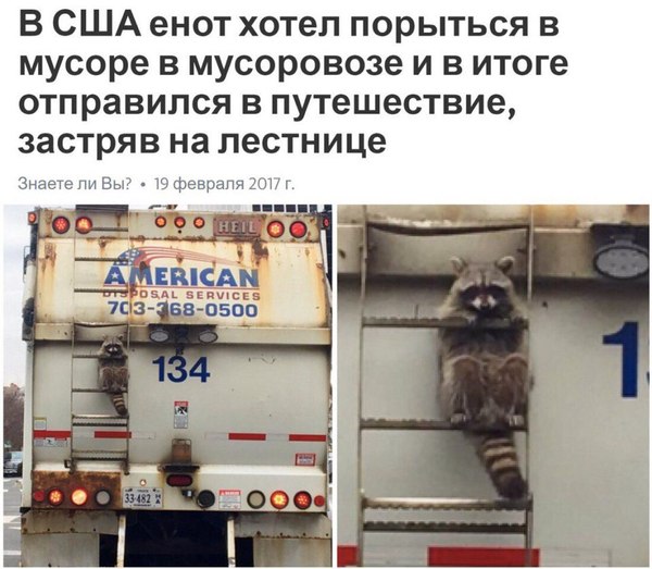 He just wanted to leave - Raccoon, Left, 
