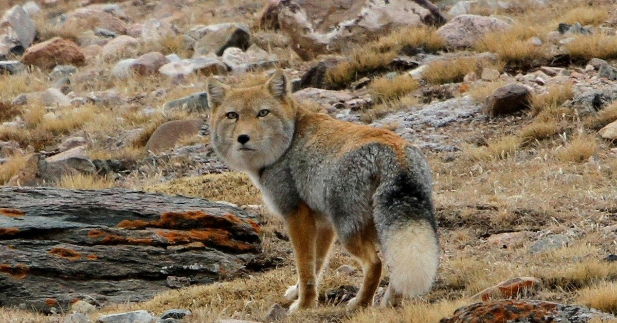 Животные тибета. Тибетская лиса Николас Кейдж. Тибетская лисица Vulpes ferrilata. Тибетская Песчаная лиса. Тибетский волк.