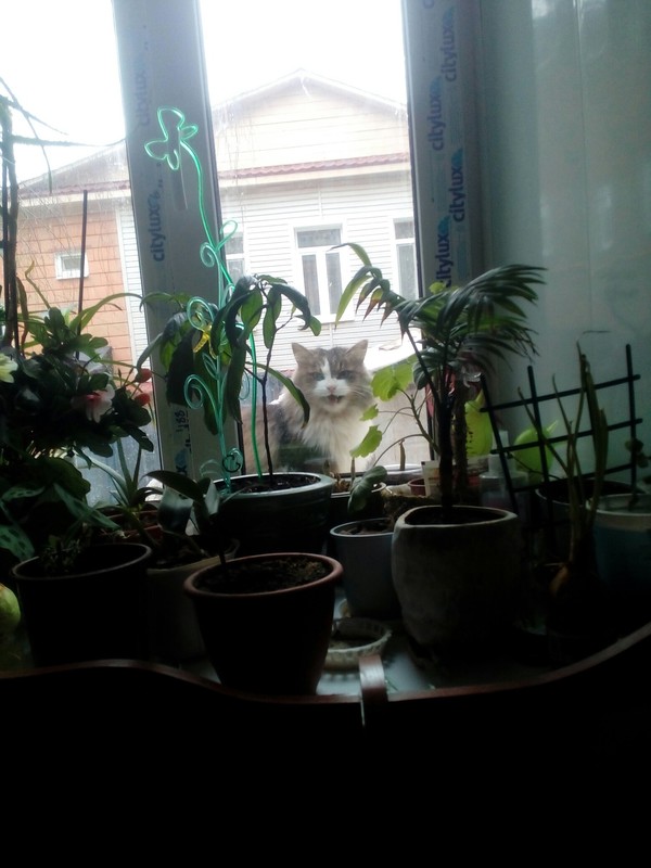 About the cat - My, Cats will take over the world, Dumplings, let me in, cat