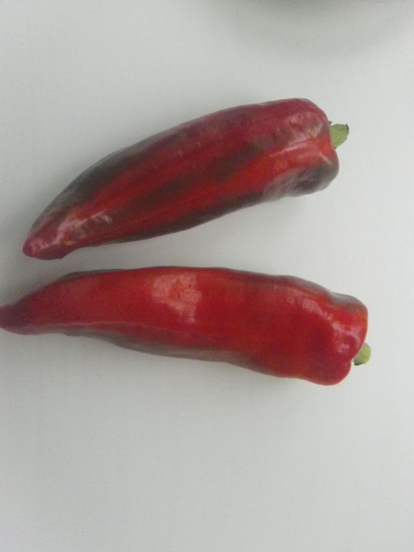 My peppers are mutants. - , Selection, Botany, Plants, Longpost, Сельское хозяйство
