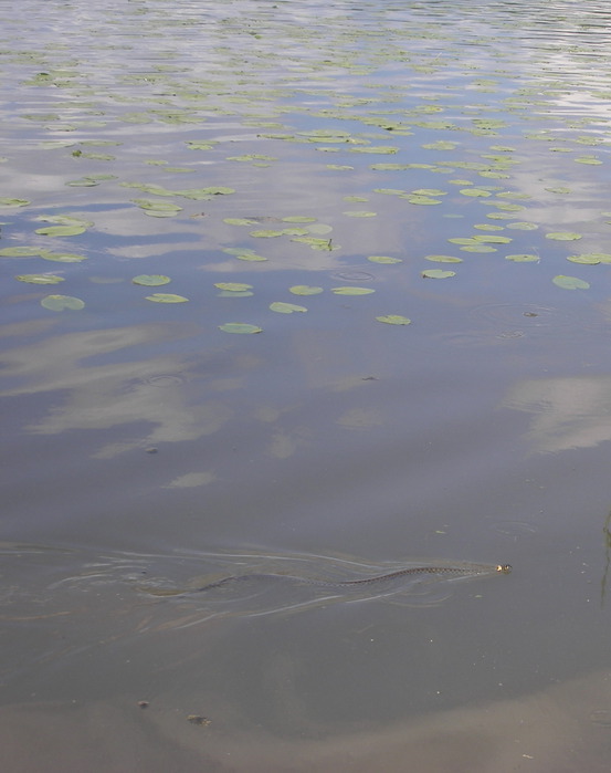 The invisible city of Kitezh - My, Kitezh, Rus, Legend, Places of Power, Longpost