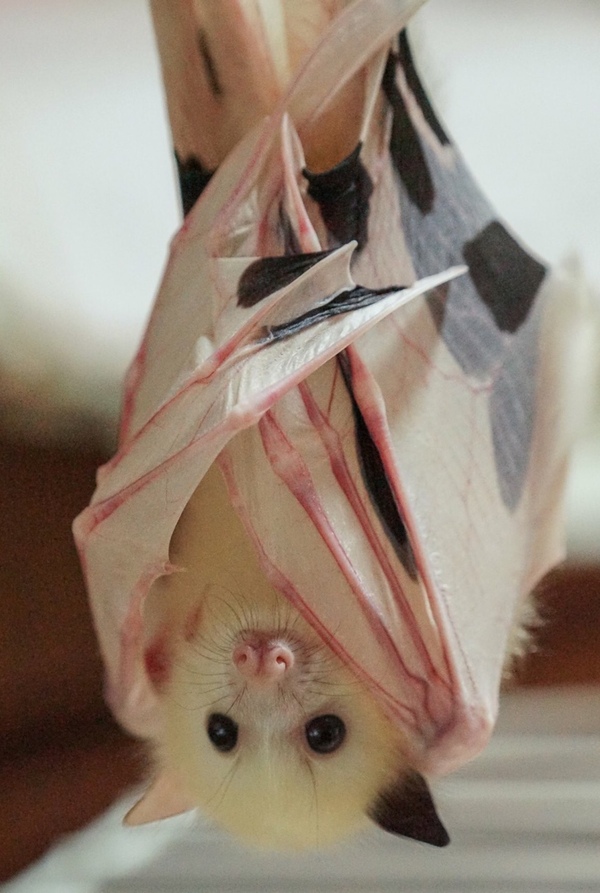 Flying mice. - The photo, Bat, Albino, , Flight