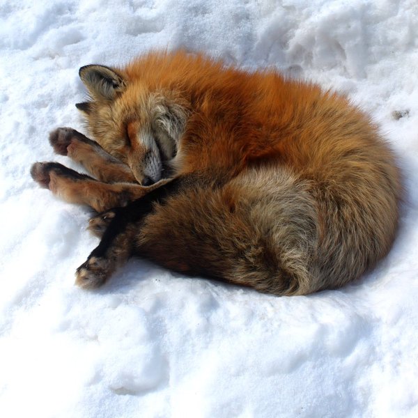 ���������� :D