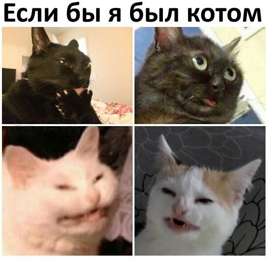 Коты - Коты как люди, Жизненно, Кот