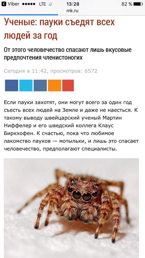 Spiders will eat all people in a year - Spider, news, Scientists have proven