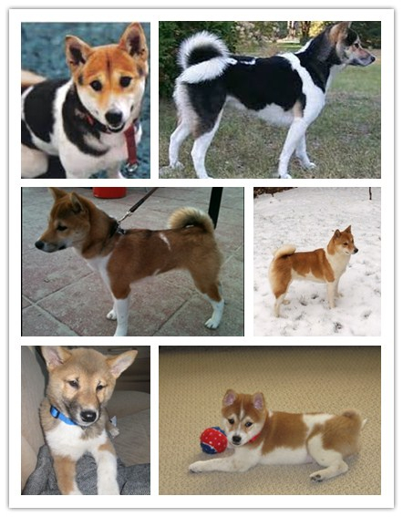 About the Shiba Inu breed, part 3. - My, Dog, Shiba Inu, Japan, Interesting, Breed, Longpost