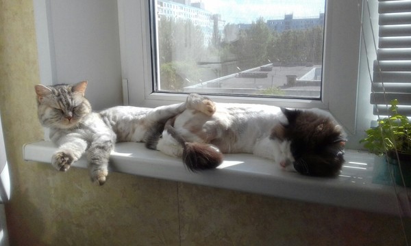 This is Love - My, Love, cat, funny cats