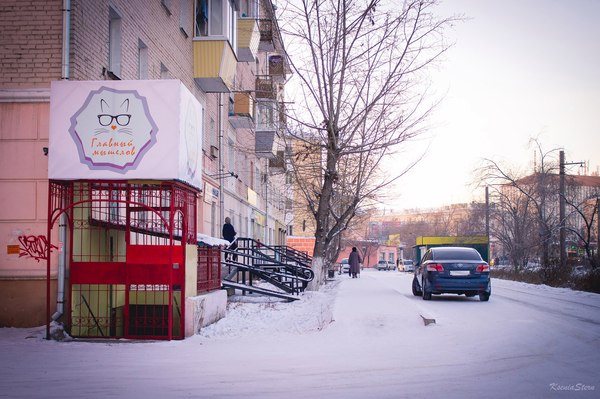 The history of the cat cafe in the bowels of Eastern Siberia - Cat cafe, cat, Startup, Overcoming, Longpost