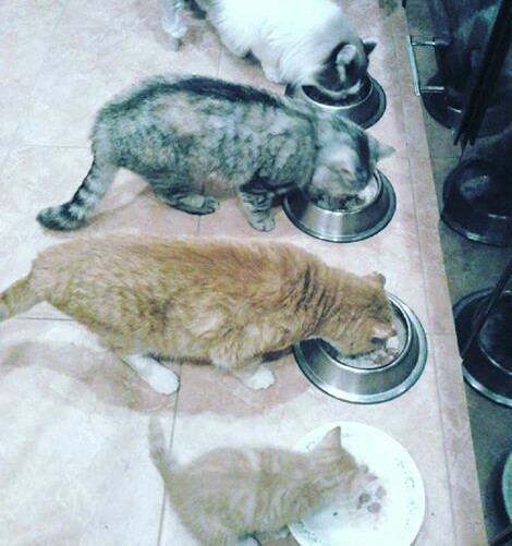 Big family dinner - My, Cats and kittens, cat