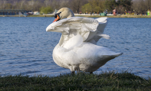 swan yoga - My, Swans, Yoga, Birds, Lake, Longpost