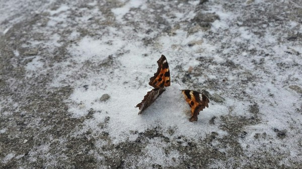 When he took off his hat in March - Butterfly, Spring, Spring=Winter, Naberezhnye Chelny