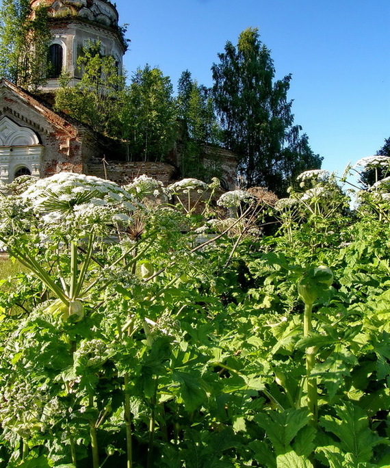 From hogweed in the Leningrad region, you need to make cutlets and cook cabbage soup - Hogweed, Cooking, Food