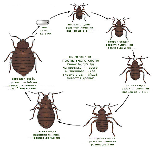 Клопы отравляющие нашу жизнь и не только - Картинки, Длиннопост, Клопы, Здоровье, Болезнь