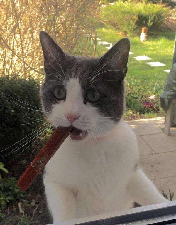 Let me smoke! - cat, Cigar, Sausages, The photo