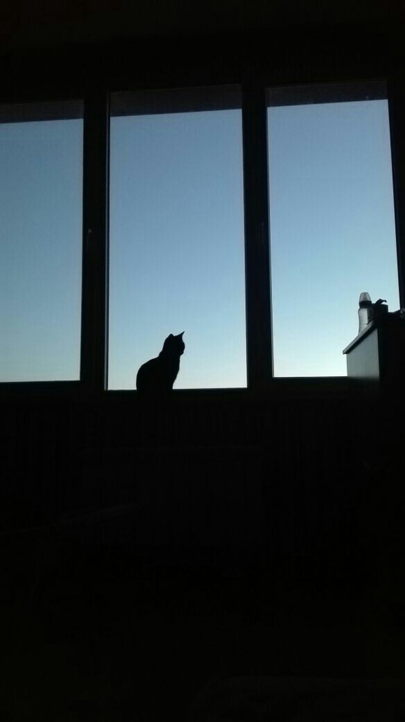 midnight silhouette - cat, The photo