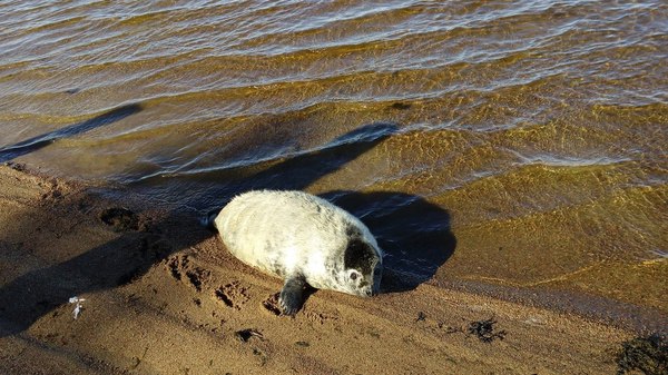 The seals are up to something - Leningrad region, Seal, nuclear power station, Ice floe, Mat, Poseidon, Murzilka, In contact with