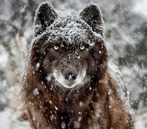 Spring, you say? - The photo, Wolf, Snowfall, Spring, Mat