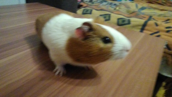 My guinea pig - Pets, Guinea pig, My