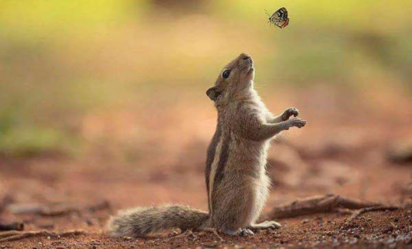 Бурундучок))