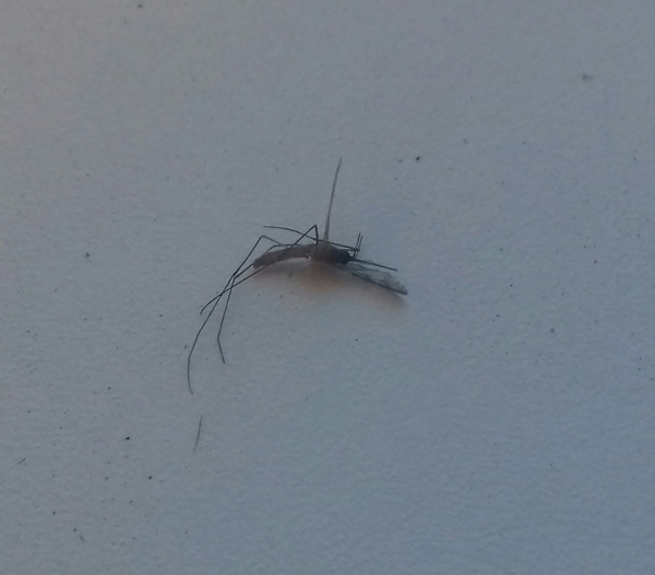 Битва началась.