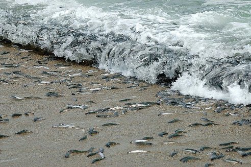 surf - Fishing, Sea