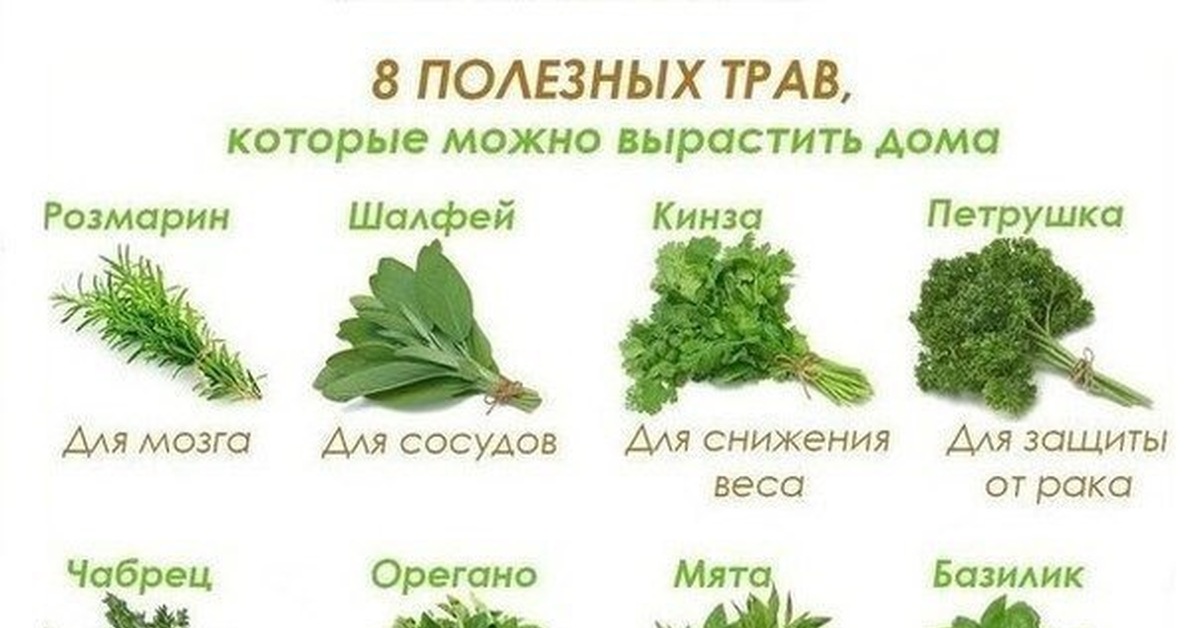 Romarin перевод. Полезные травы. Полезная зелень. Травы полезные для здоровья. Полезные травы для организма.