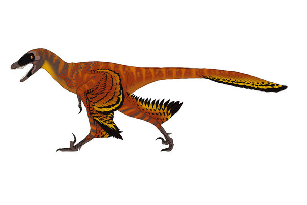 Sinornithosaurus - the venomous ancestor of birds - My, Paleontology, Dinosaurs, I, , Longpost, Ancestors