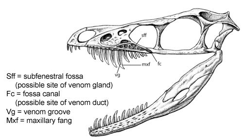 Sinornithosaurus - the venomous ancestor of birds - My, Paleontology, Dinosaurs, I, , Longpost, Ancestors