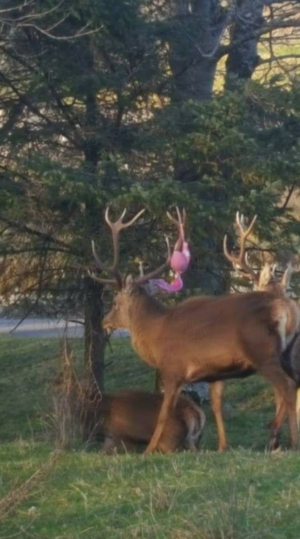 Alpha - Deer, Bra, Deer