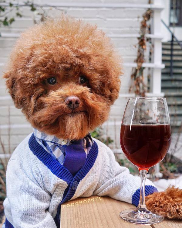 Hipster - Dog, Wine, Hipster