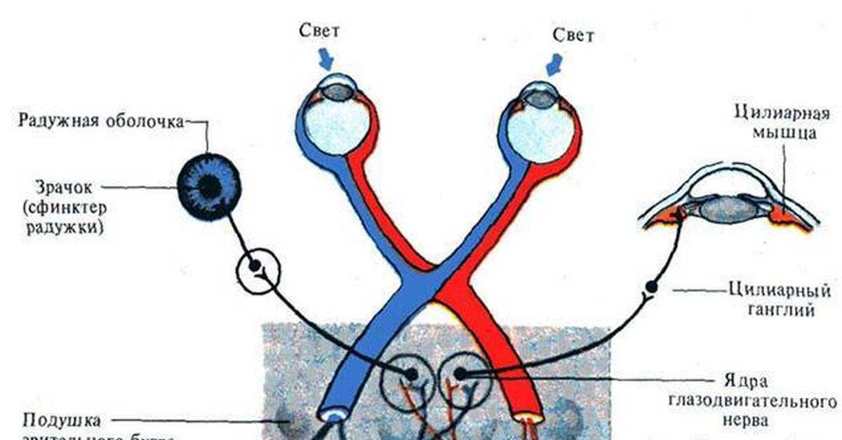 Зрительный анализатор физиология