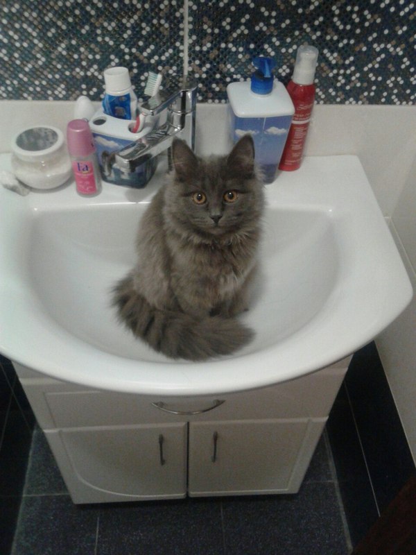 Ready for washing - the washing up, cat, Washing, Bath, Morning