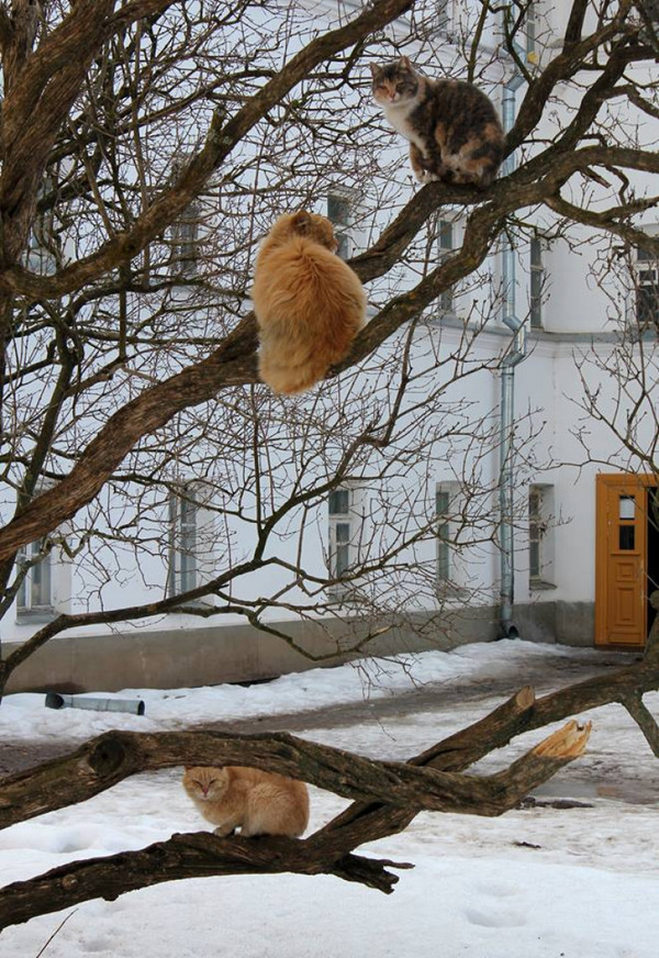 ВАЛААМСКИЕ МОНАХИ ПРЕДСКАЗАЛИ ПО КОТАМ, КАКОЙ БУДЕТ ВЕСНА В КАРЕЛИИ - Кот, Монахи, Весна, Предсказание