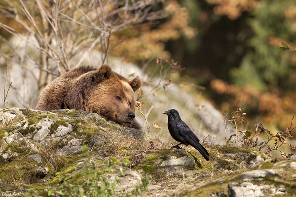 Bear and raven. - The photo, Animals, Bear, Crow, Fable, The Bears