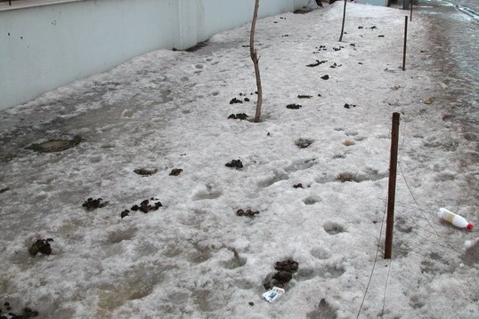 Hello spring or what to do with dog poop? - Garbage, Spring, Longpost