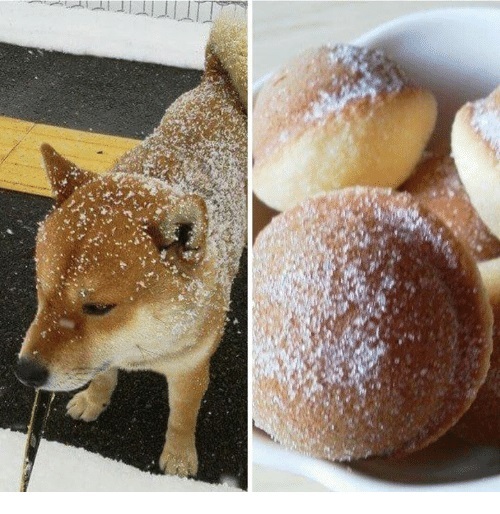 Sweet - Akita inu, Buns, Dog