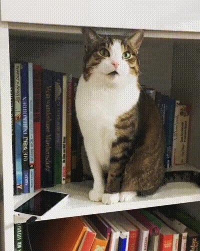   ,     